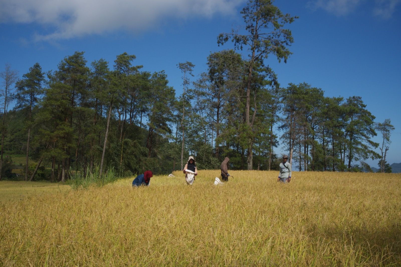 Petani memanen padi di sawah kaki gunung