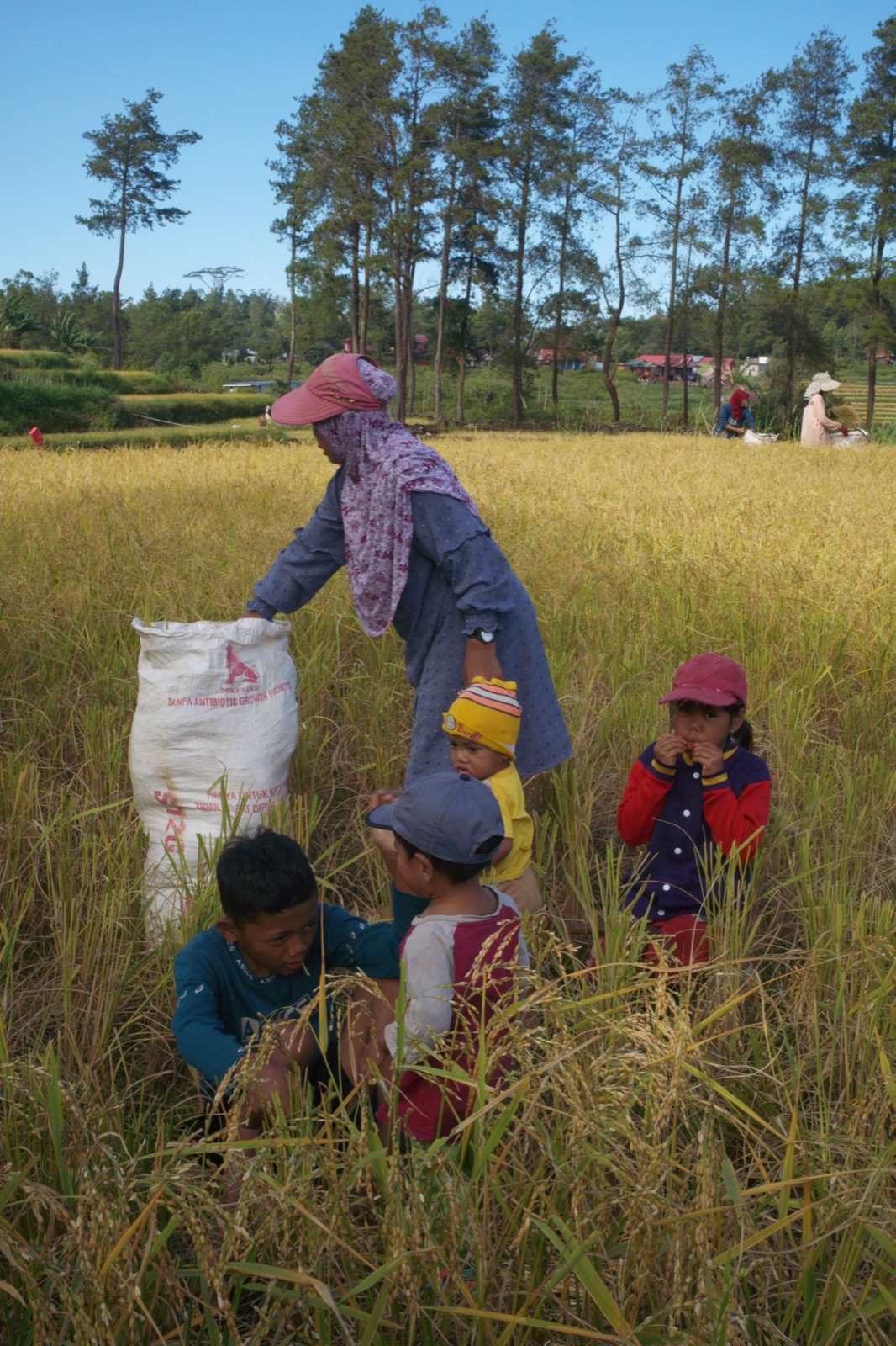 Petani perempuan memegang bulir padi